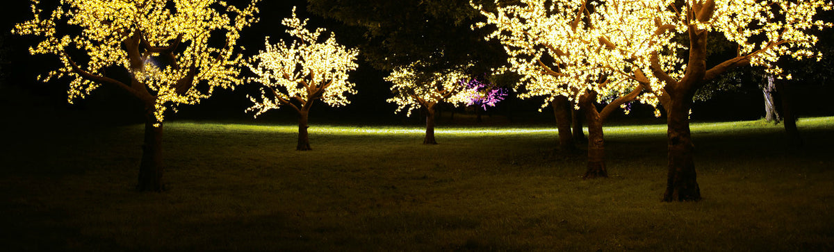 Trees – Enchanted Trees