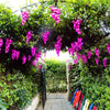 Vines - Pinot Purple LED bunches